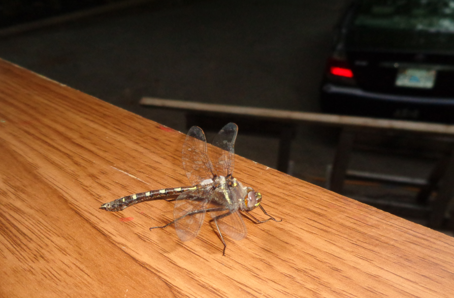 dragonfly sitting