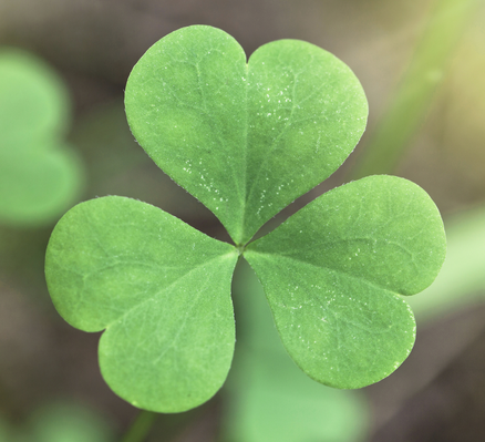 Shamrock